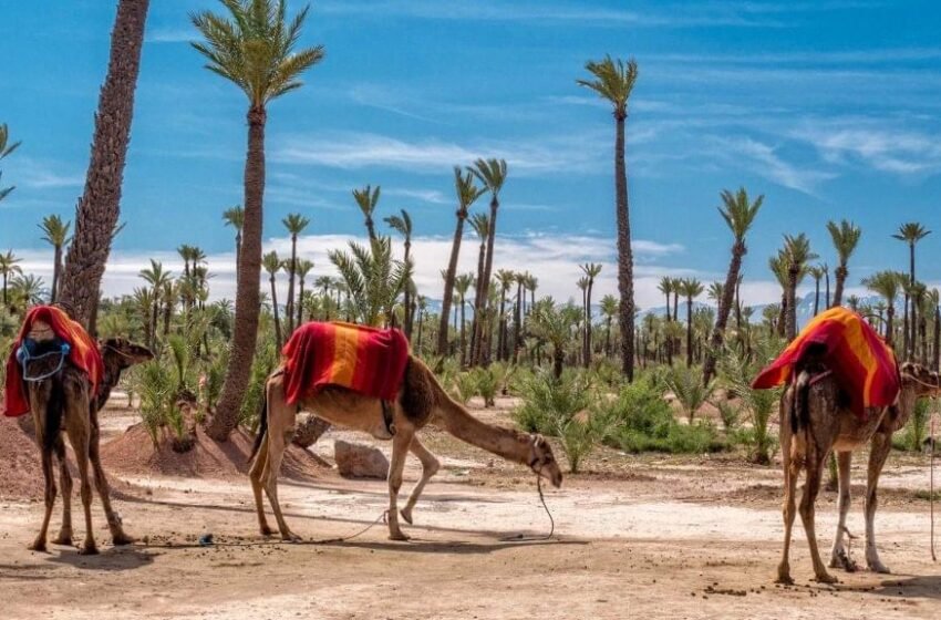 Activités à Marrakech