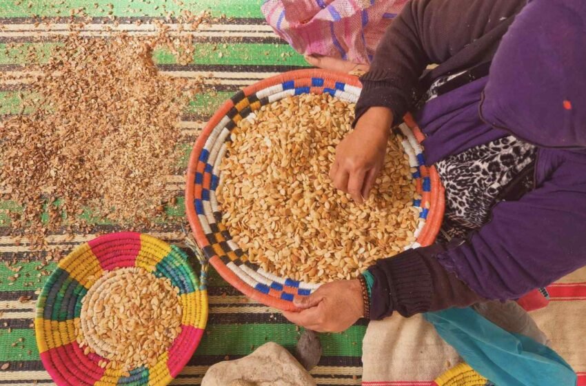 arganiers autour de marrakech