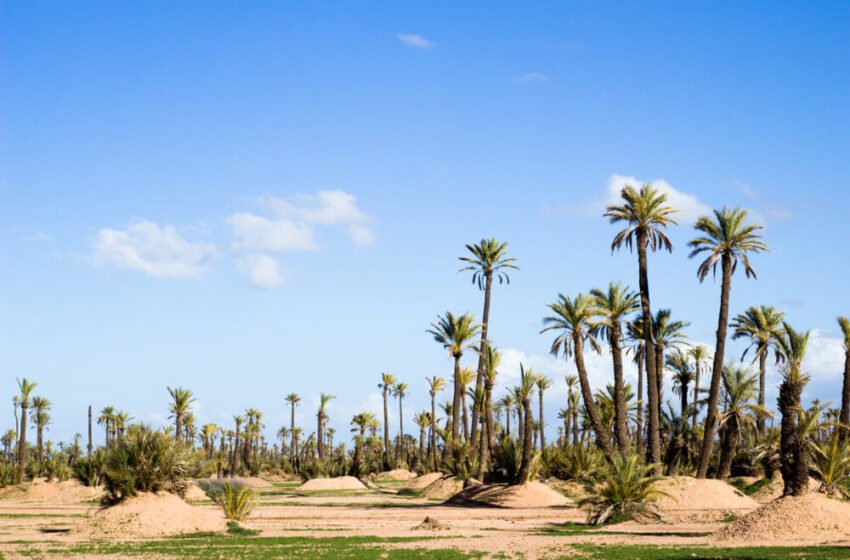 palmeraie marrakech